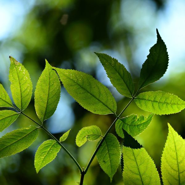 nature1