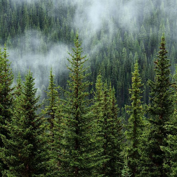 nature4