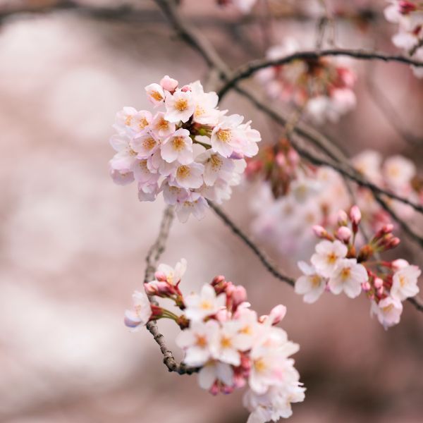 nature8