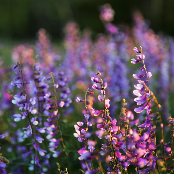 nature9